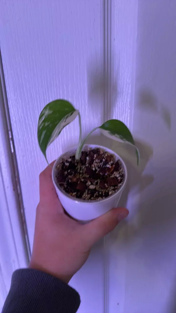 plant/Monstera albo starter-0