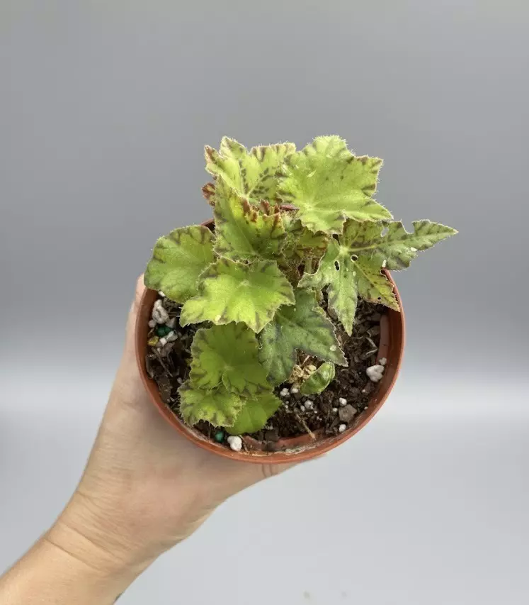 plant/Begonia Geometry-1
