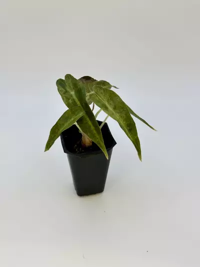 plant/AUREA POLLY ALOCASIA - EXACT - I5-1-thumbnail