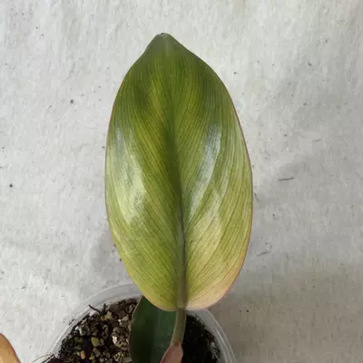 plant/Philodendron Yellow Congo Mint-2-thumbnail