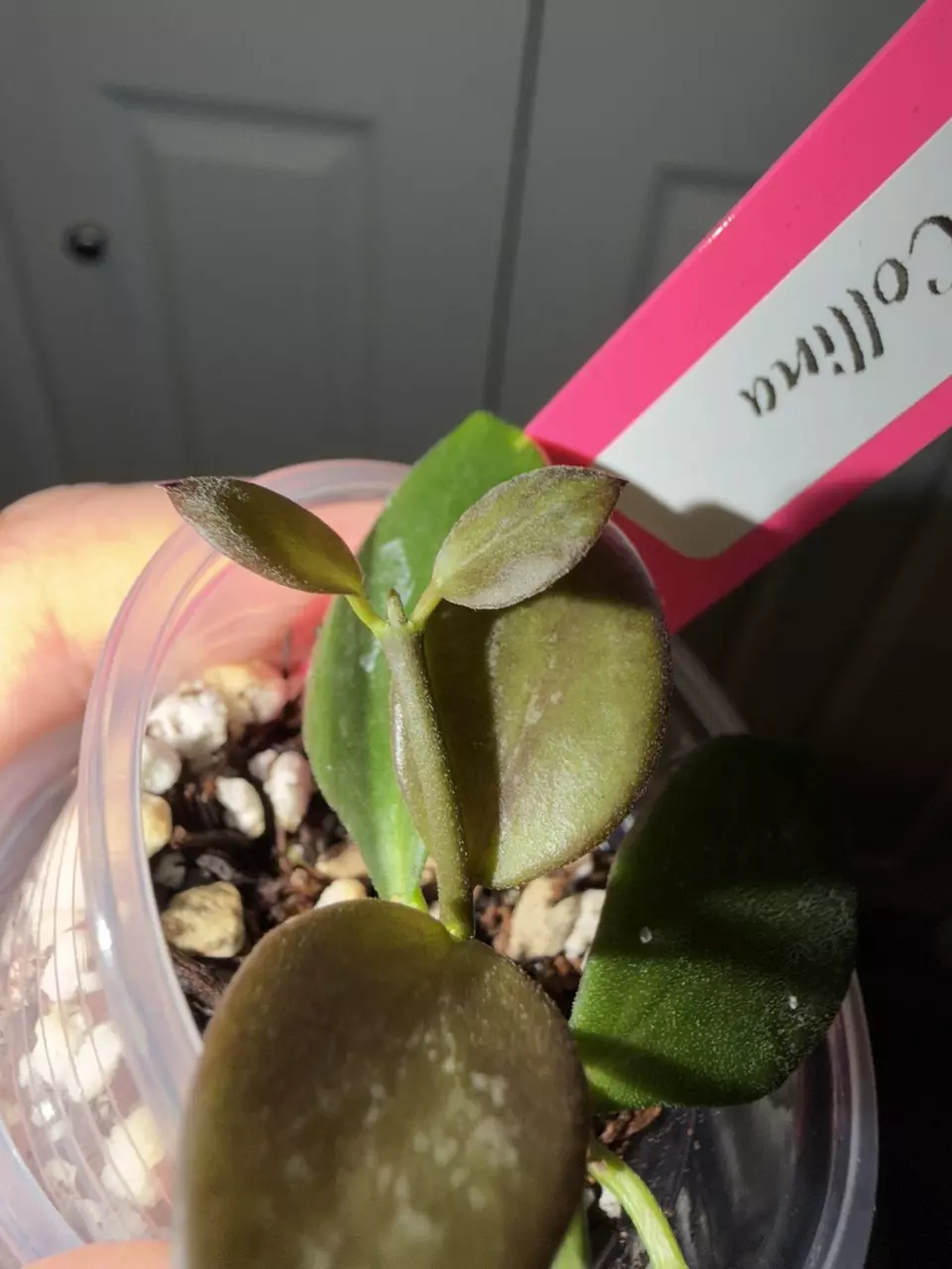 plant/Hoya Collina-1