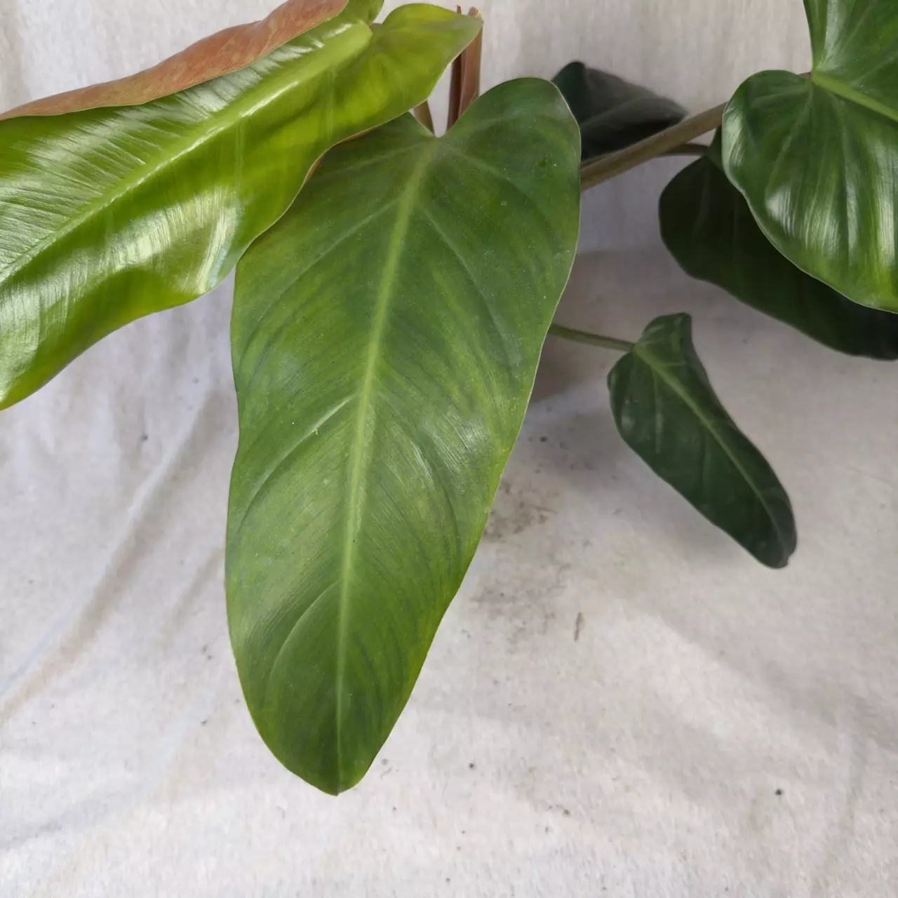 plant/Philodendron Maximum - Exact Plant-1