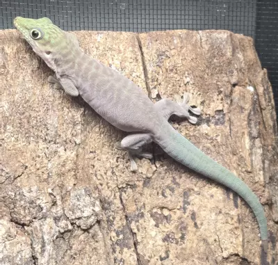 plant/Baby Standingi Day Gecko – Bright, Healthy & Well-Started-0-thumbnail