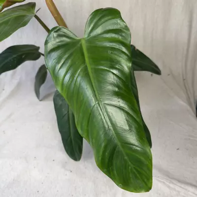 plant/Philodendron Maximum - Exact Plant-3-thumbnail