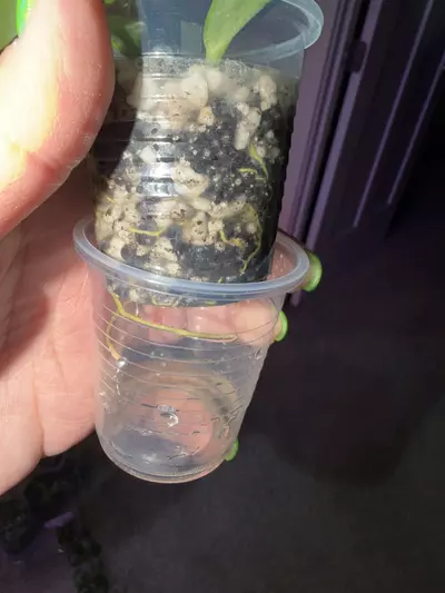 plant/Hoya Obscura-2-thumbnail