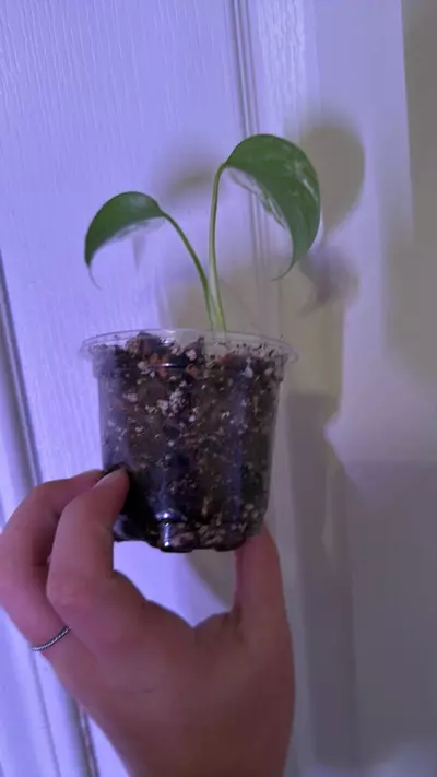 plant/Monstera albo starter-2-thumbnail