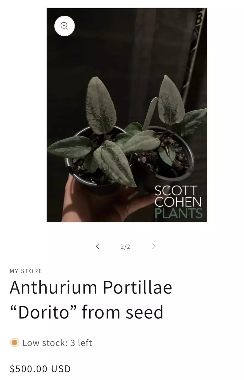 plant/Anthurium Port Dorito from Scott Cohen-5
