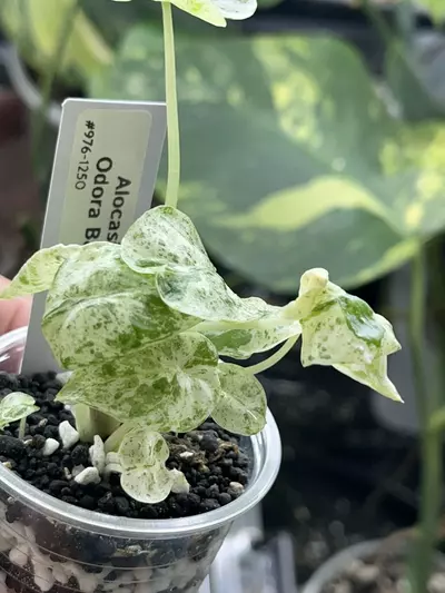 plant/Alocasia Odora Batik -#976-2-thumbnail