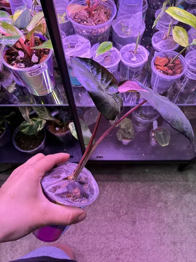 plant/Pink serendipity alocasia-1-thumbnail