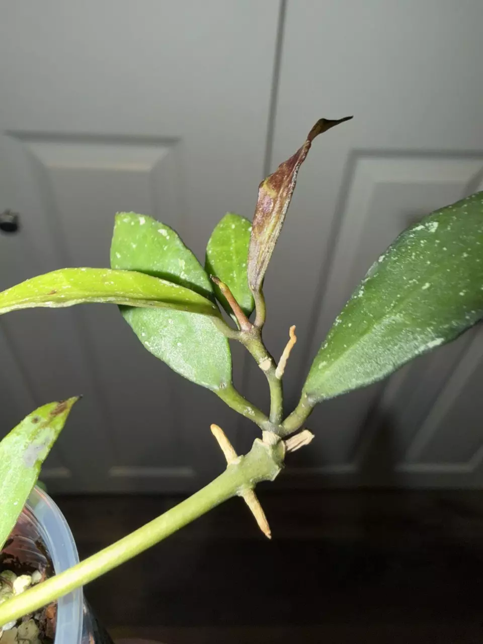 plant/Lacunosa IML 1039-1