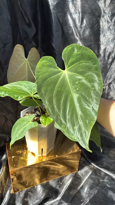 plant/TP321 (Carla x Pap) X (Bess x Dress)-2-thumbnail