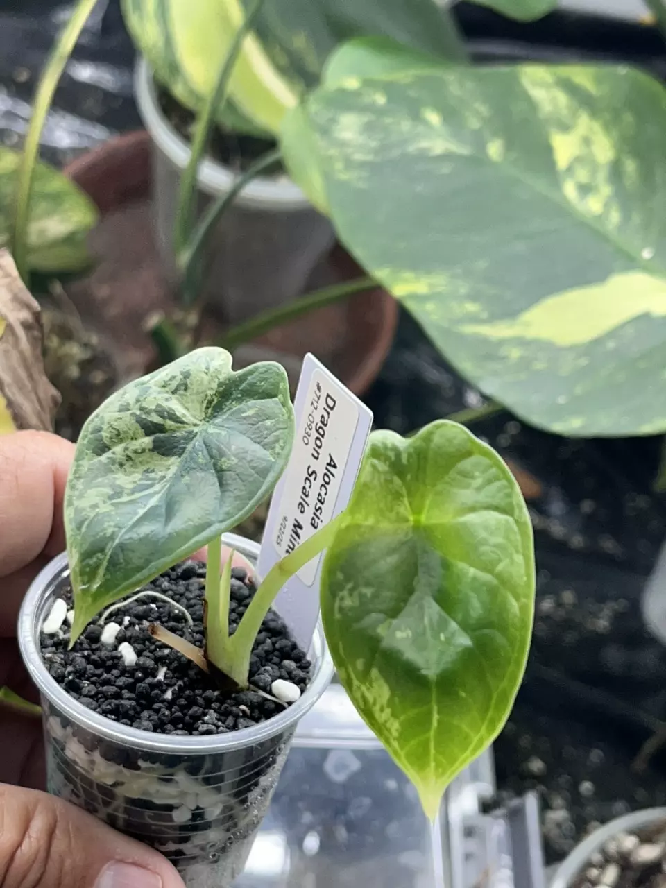 plant/Alocasia Dragon Scale Mint! -#712-1