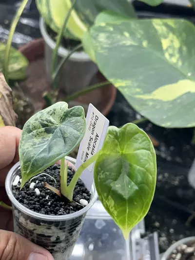 plant/Alocasia Dragon Scale Mint! -#712-1-thumbnail