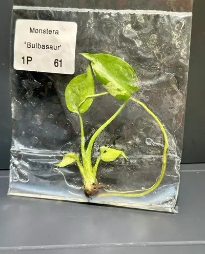 plant/BULBASAUR MONSTERA TC - SELLER'S CHOICE-4-thumbnail