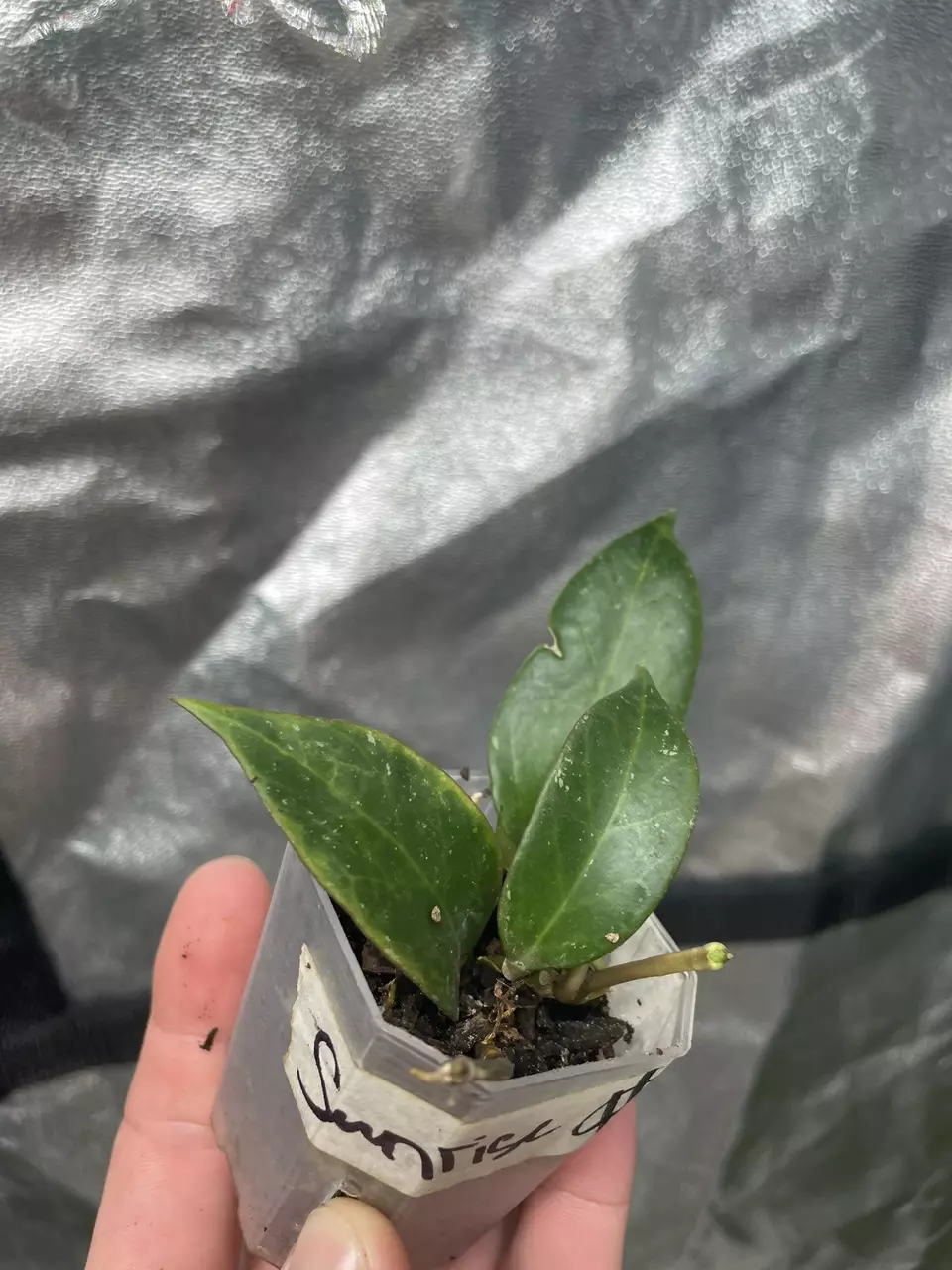 plant/Hoya Sunrise (1)-0