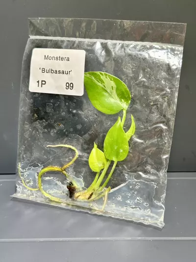 plant/BULBASAUR MONSTERA TC - SELLER'S CHOICE-2-thumbnail