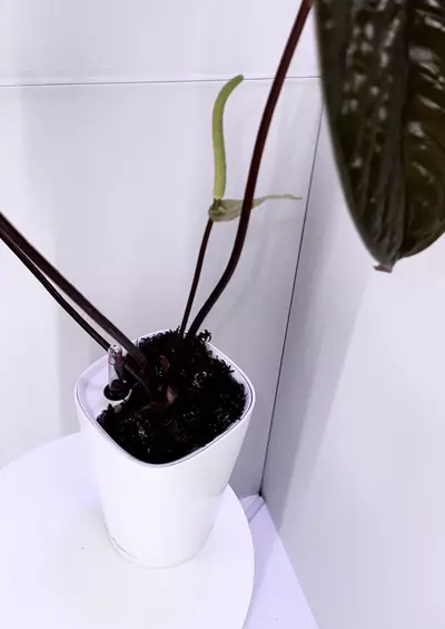 plant/Flowering Anthurium Luxurians x Sagittatum Mother Plant-3-thumbnail