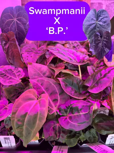 plant/Greauxing Woods Seedling Bundle-4-thumbnail