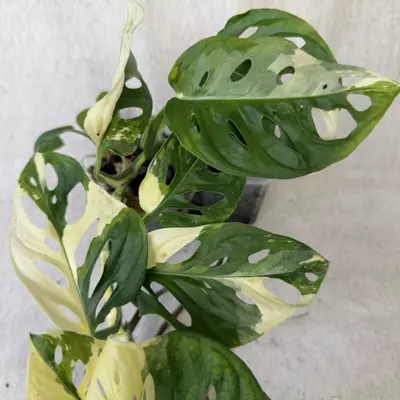 plant/Monstera Adansonii Albo - Exact Plant-3-thumbnail
