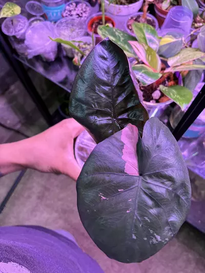 plant/Pink serendipity alocasia-0-thumbnail