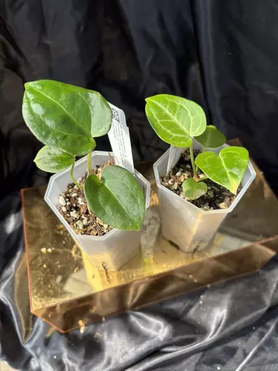 plant/Greauxing Woods Seedling Bundle-0-thumbnail