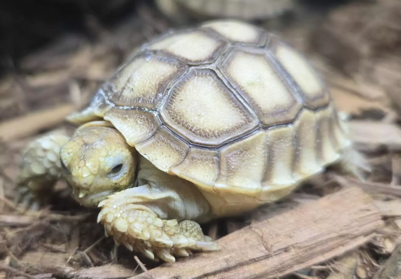 plant/Baby Sulcata Tortoise - Well Started & Growing!-0
