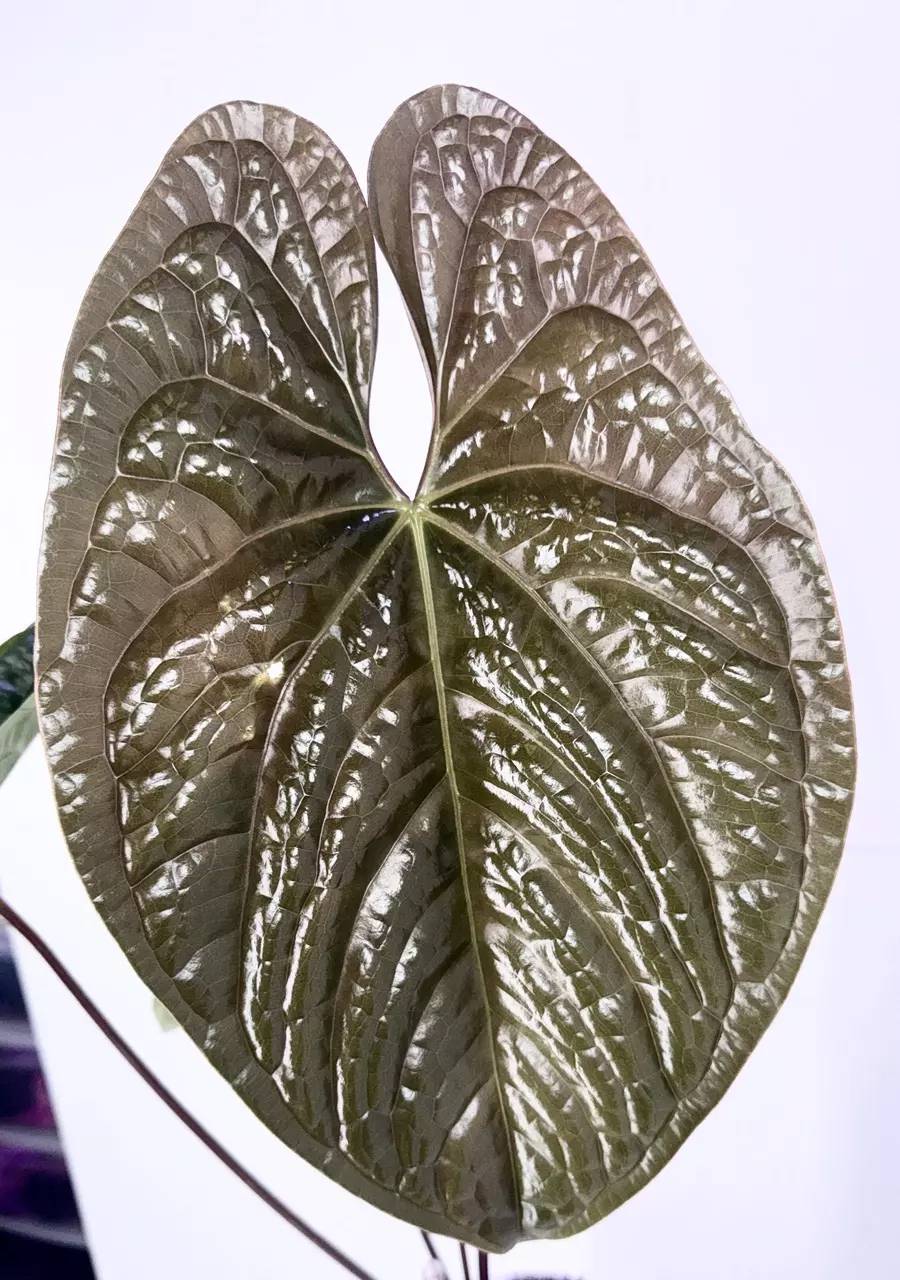 plant/Flowering Anthurium Luxurians x Sagittatum Mother Plant-1