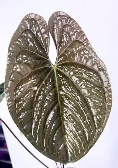 plant/Flowering Anthurium Luxurians x Sagittatum Mother Plant-1-thumbnail