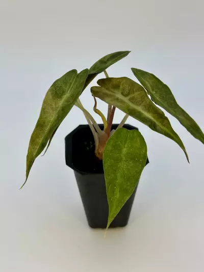 plant/AUREA POLLY ALOCASIA - EXACT - I5-3-thumbnail