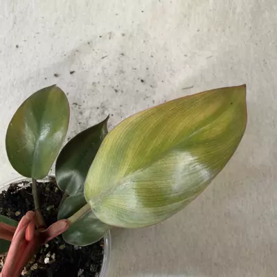 plant/Philodendron Yellow Congo Mint-3-thumbnail