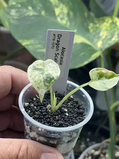 plant/Alocasia Dragon Scale Mint -#718-1-thumbnail