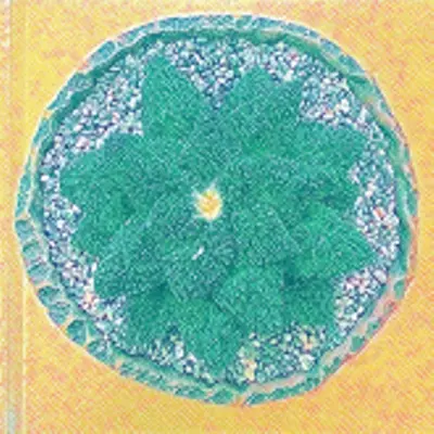 plant/H108 cumingiana-0-thumbnail