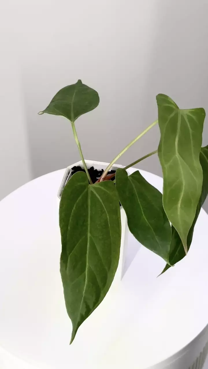 plant/Anthurium NSE Port Super Daggery-0