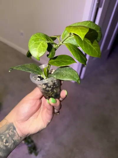 plant/Hoya Obscura-1-thumbnail