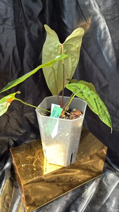 plant/TP327 Fuzzy Lost Tag-1-thumbnail