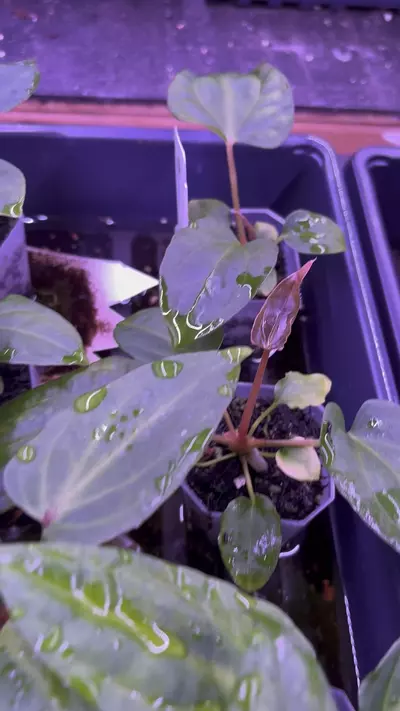 plant/Greauxing Woods Seedling Bundle-6-thumbnail