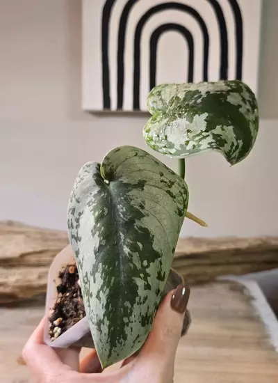 plant/3" Philodendron Brandtianum | Wild Form-0-thumbnail