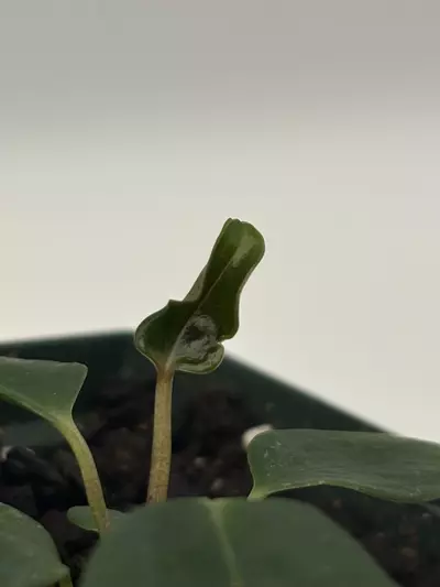 plant/Anthurium Port Dorito from Scott Cohen-1-thumbnail