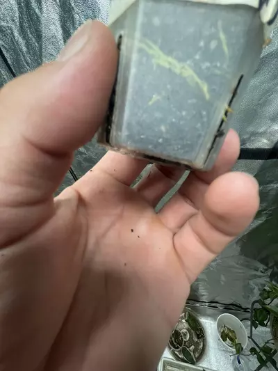 plant/Hoya Sunrise (1)-3-thumbnail