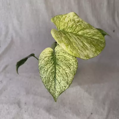 plant/Monstera White Monster Denser - Exact Plant-1-thumbnail