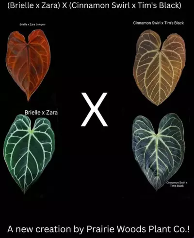 plant/Greauxing Woods Seedling Bundle-3-thumbnail