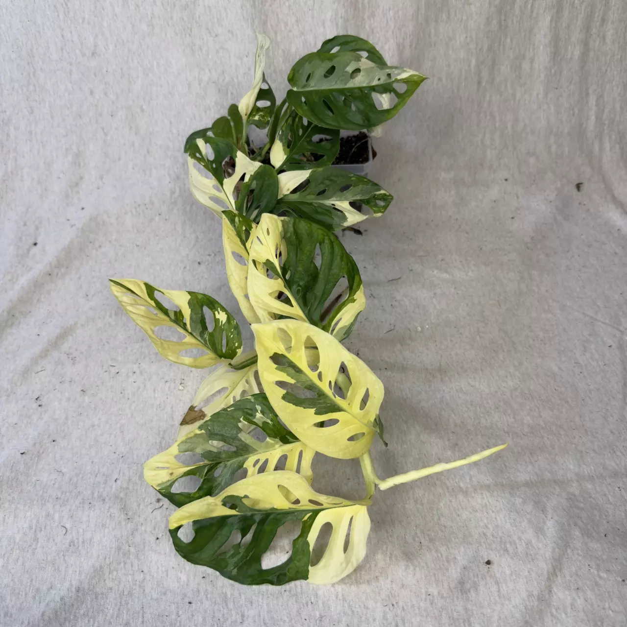 plant/Monstera Adansonii Albo - Exact Plant-0