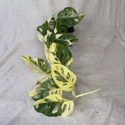 plant/Monstera Adansonii Albo - Exact Plant-0-thumbnail