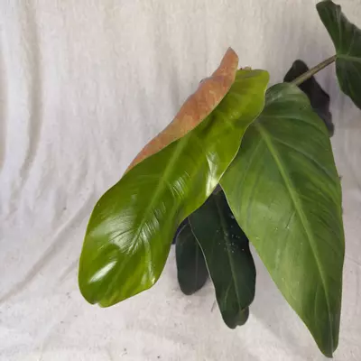 plant/Philodendron Maximum - Exact Plant-2-thumbnail