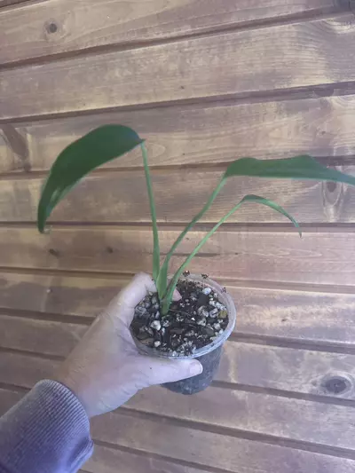 plant/Monstera Burl Marx Flame-0-thumbnail