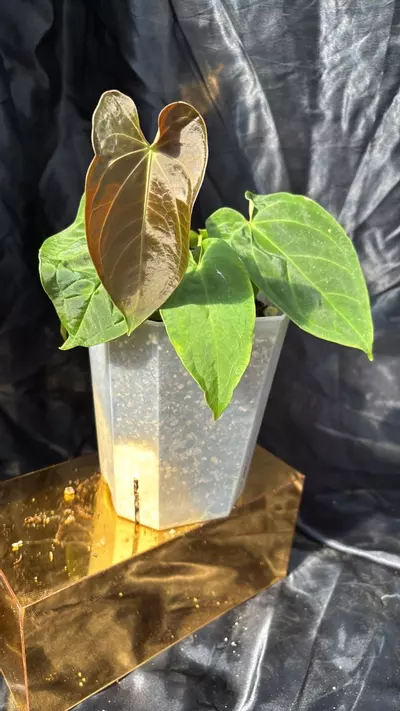 plant/TP324 (Carla x Pap) X (Bess x Dress)-0-thumbnail