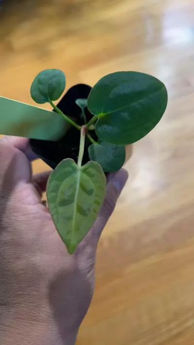 plant/anthurium Crystal x Pink Lemonade Bessea-1-thumbnail