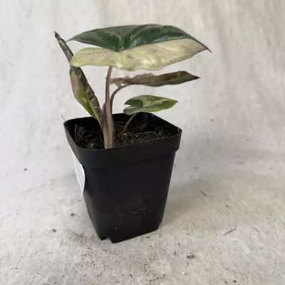 plant/Alocasia Yucatán Princess Aurea-1-thumbnail