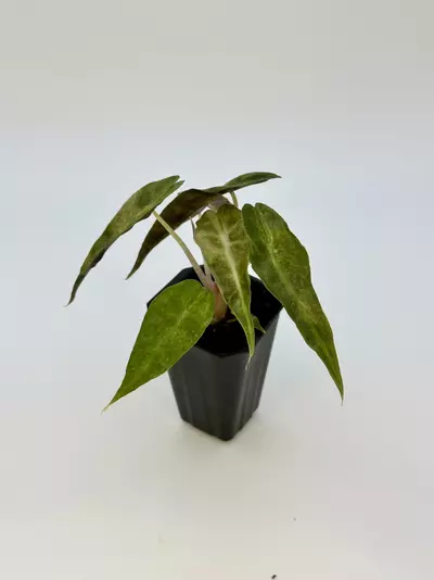 plant/AUREA POLLY ALOCASIA - EXACT - I5-0-thumbnail