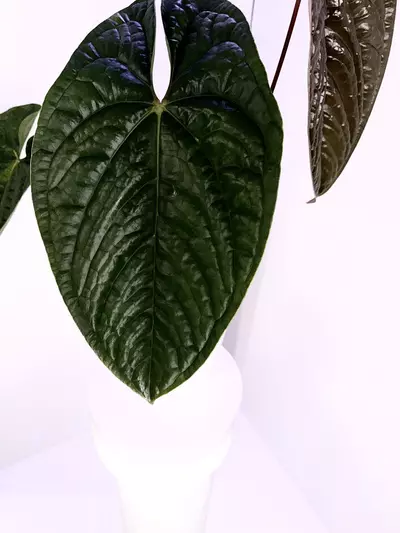 plant/Flowering Anthurium Luxurians x Sagittatum Mother Plant-2-thumbnail